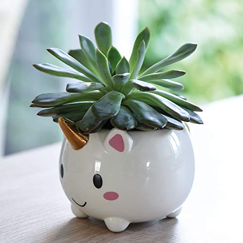 unicorn plant pot with cactus 